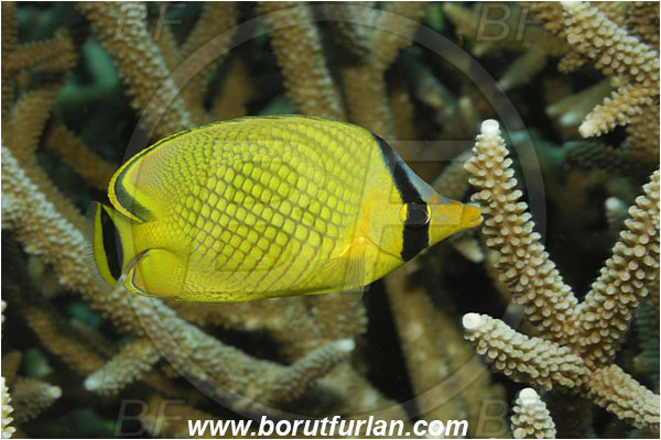 Bunaken, Sulawesi, Indonesia, Chaetodon rafflesii, Chaetodon, Chaetodontidae, Latticed Butterflyfish, Butterflyfish, Fish