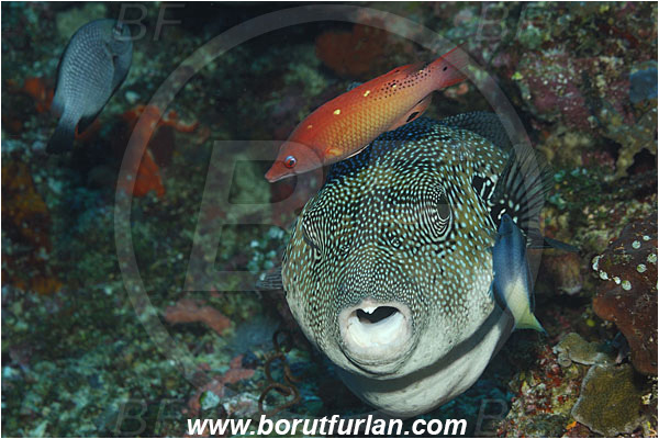 Bunaken, Sulawesi, Indonesia, Arothron caeruleopunctatus, Arothron, Tetraodontidae, Blue-Spotted Puffer, Puffer, Fish, Portrait, Bodianus diana, Bodianus, Labridae, Diana