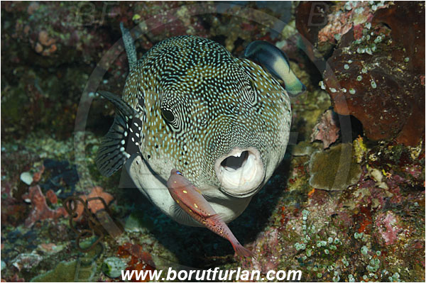 Bunaken, Sulawesi, Indonesia, Arothron caeruleopunctatus, Arothron, Tetraodontidae, Blue-Spotted Puffer, Puffer, Fish, Portrait, Bodianus diana, Bodianus, Labridae, Diana