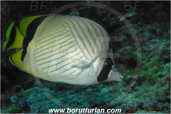 Bunaken, Sulawesi, Indonesia, Chaetodon vagabundus, Chaetodon, Chaetodontidae, Vagabond Butterflyfish, Butterflyfish, Fish