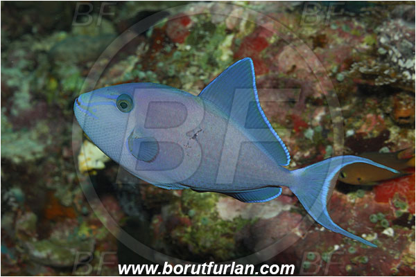 Bunaken, Sulawesi, Indonesia, Odonus niger, Odonus, Balistidae, Red-toothed Triggerfish, Triggerfish, Fish