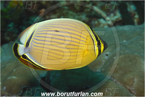Bunaken, Sulawesi, Indonesia, Chaetodon lunulatus, Chaetodon, Chaetodontidae, Oval Butterflyfish, Butterflyfish, Fish
