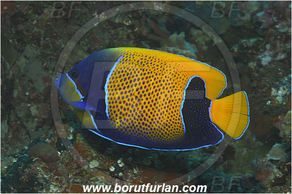 Bunaken, Sulawesi, Indonesia, Pomacanthus navarchus, Pomacanthus, Pomacanthidae, Blue Girdled Angelfish, Angelfish, Fish