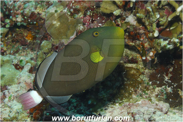 Bunaken, Sulawesi, Indonesia, Melichthys vidua, Melichthys, Balistidae, Pinktail Triggerfish, Triggerfish, Fish