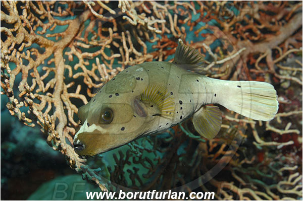 Bunaken, Sulawesi, Indonesia, Arothron meleagris, Arothron, Tetraodontidae, Guineafowl puffer, Puffer, Fish