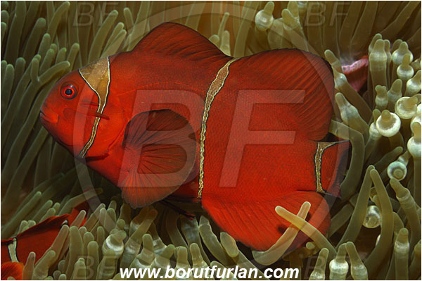 Bunaken, Sulawesi, Indonesia, Premnas biaculeatus, Premnas, Pomacentridae, Maroon Clownfish, Spine-Cheek Clownfish, Anemonefish, Clownfish, Fish, Reef