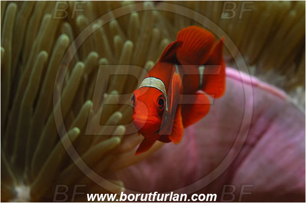 Bunaken, Sulawesi, Indonesia, Premnas biaculeatus, Premnas, Pomacentridae, Maroon Clownfish, Spine-Cheek Clownfish, Anemonefish, Clownfish, Fish, Reef