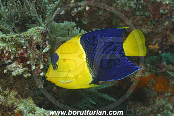 Bunaken, Sulawesi, Indonesia, Centropyge bicolor, Centropyge, Pomacanthidae, Bicolor Angelfish, Angelfish, Fish