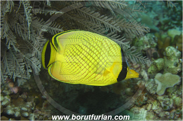 Bunaken, Sulawesi, Indonesia, Chaetodon rafflesii, Chaetodon, Chaetodontidae, Latticed Butterflyfish, Butterflyfish, Fish