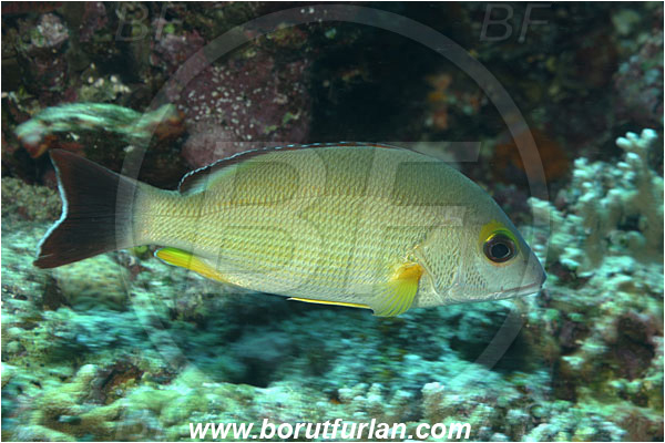 Bunaken, Sulawesi, Indonesia, Lutjanus fulvus, Lutjanus, Lutjanidae, Blacktail snapper, Snapper, Fish