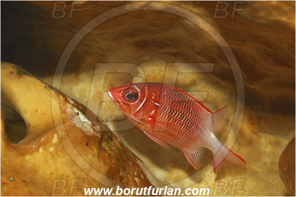 Bunaken, Sulawesi, Indonesia, Sargocentron caudimaculatum, Sargocentron, Holocentridae, Silverspot Squirrelfish, Whitetail Squirrelfish, Squirrelfish, Fish
