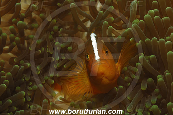 Bunaken, Sulawesi, Indonesia, Amphiprion sandaracinos, Amphiprion, Pomacentridae, Orange Skunk Anemonefish, Anemonefish, Orange Skunk Clownfish, Clownfish, Fish, Pomacentridae, Portrait