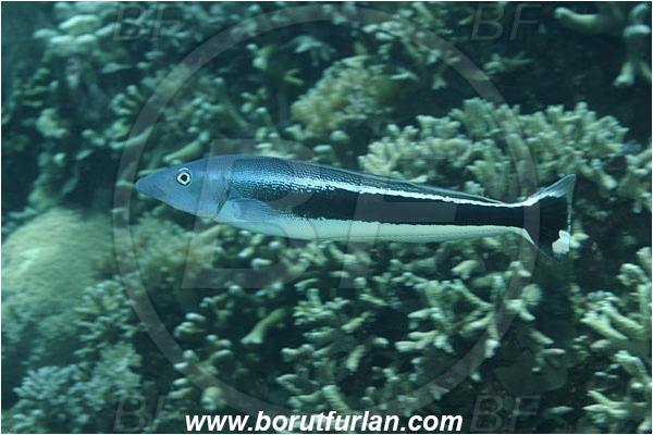 Bunaken, Sulawesi, Indonesia, Malacanthus latovittatus, Malacanthus, Malacanthidae, Blue Blanquillo, Fish