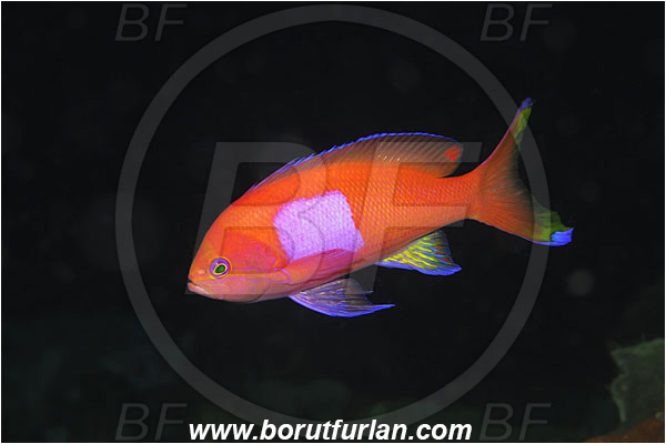 Bunaken, Sulawesi, Indonesia, Pseudanthias pleurotaenia, Pseudanthias, Serranidae, Squarespot fairy basslet, Fairy basslet, Squarespot anthias, Pink square anthias, Fish, Male