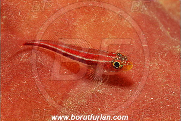 Bunaken, Sulawesi, Indonesia, Helcogramma striata, Helcogramma, Tripterygiidae, Striped Triplefin, Triplefin, Fish