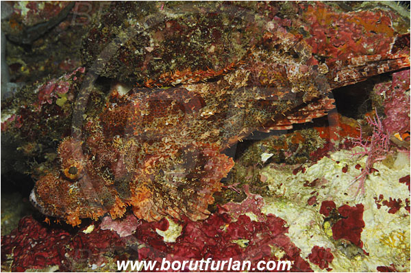 Bunaken, Sulawesi, Indonesia, Scorpaenopsis oxycephala, Scorpaenopsis, Scorpaenidae, Tassled Scorpionfish, Scorpionfish, Fish