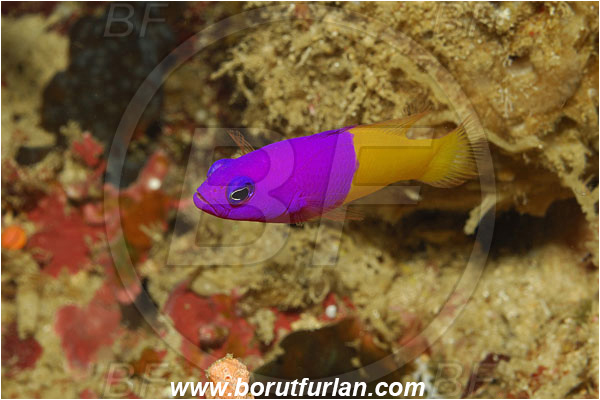 Bunaken, Sulawesi, Indonesia, Pictichromis paccagnellae, Pictichromis, Pseudochromidae, Royal Dottyback, Dottyback, Fish