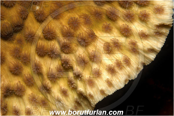 Bunaken, Sulawesi, Indonesia, Leptoseris sp., Leptoseris, Agariciidae, Coral, Anthozoa, Cnidaria, Cnidarian, Abstract