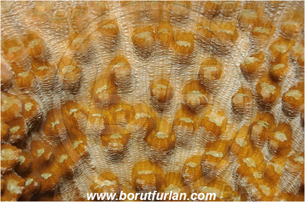Bunaken, Sulawesi, Indonesia, Leptoseris sp., Leptoseris, Agariciidae, Coral, Anthozoa, Cnidaria, Cnidarian, Abstract