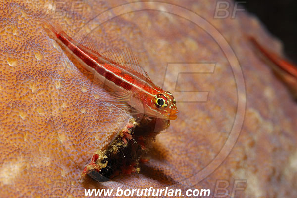Bunaken, Sulawesi, Indonesia, Helcogramma striata, Helcogramma, Tripterygiidae, Striped Triplefin, Triplefin, Fish
