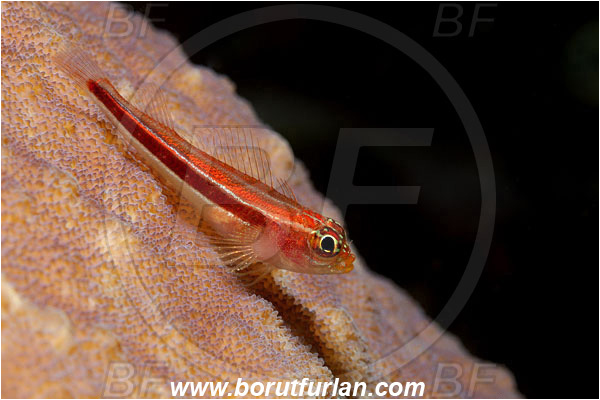 Bunaken, Sulawesi, Indonesia, Helcogramma striata, Helcogramma, Tripterygiidae, Striped Triplefin, Triplefin, Fish