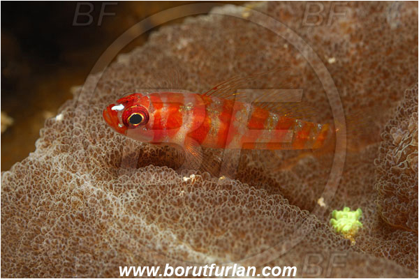 Bunaken, Sulawesi, Indonesia, Trimma cana, Trimma, Gobiidae, Candycane pygmy goby, Candycane dwarfgoby, Goby, Fish