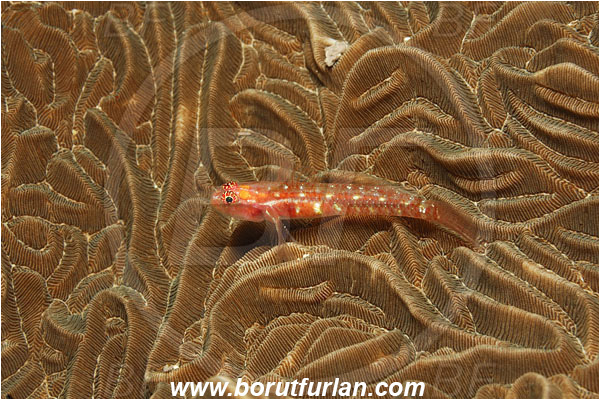 Bunaken, Sulawesi, Indonesia, Trimma sp., Trimma, Gobiidae, Pygmy goby, Dwarfgoby, Goby, Fish