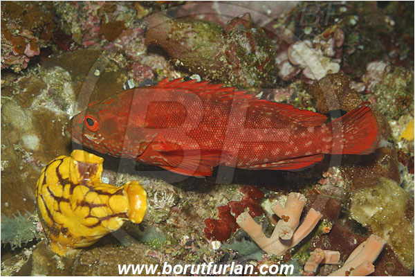 Bunaken, Sulawesi, Indonesia, Cephalopholis spiloparaea, Cephalopholis, Serranidae, Strawberry grouper, Orange-red Pigmy Grouper, Grouper, Fish