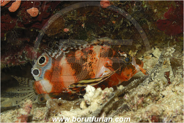 Bunaken, Sulawesi, Indonesia, Dendrochirus biocellatus, Dendrochirus, Scorpaenidae, Twospot turkeyfish, Twinspot lionfish, Scorpionfish, Fish