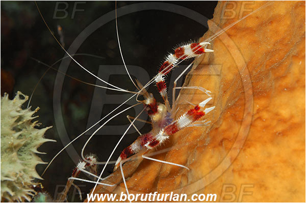 Bunaken, Sulawesi, Indonesia, Stenopus hispidus, Stenopus, Stenopodidae, Decapoda, Banded Coral Shrimp, Shrimp, Crustacea, Crustacean