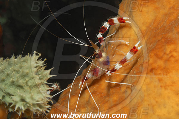Bunaken, Sulawesi, Indonesia, Stenopus hispidus, Stenopus, Stenopodidae, Decapoda, Banded Coral Shrimp, Shrimp, Crustacea, Crustacean