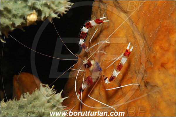 Bunaken, Sulawesi, Indonesia, Stenopus hispidus, Stenopus, Stenopodidae, Decapoda, Banded Coral Shrimp, Shrimp, Crustacea, Crustacean