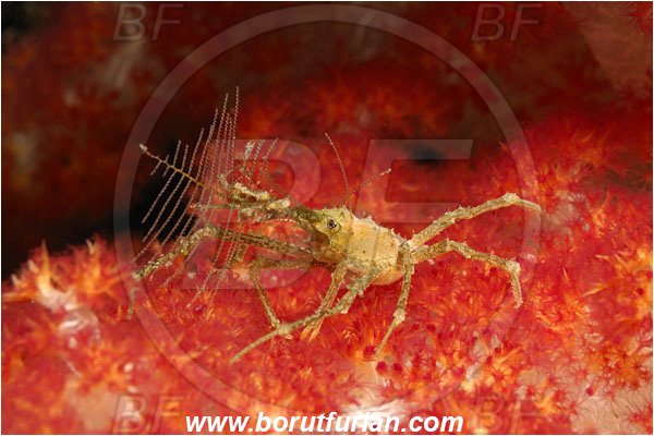 Bunaken, Sulawesi, Indonesia, Hyastenus bispinosus, Hyastenus, Epialtidae, Decapoda, Hydroid crab, Crab, Crustacea, Crustacean