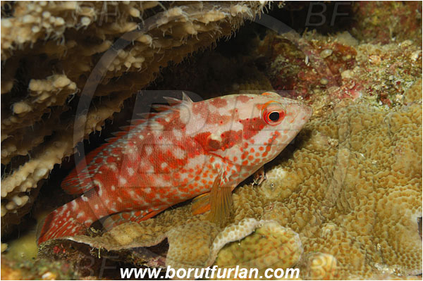 Bunaken, Sulawesi, Indonesia, Cephalopholis spiloparaea, Cephalopholis, Serranidae, Strawberry grouper, Orange-red Pigmy Grouper, Grouper, Fish