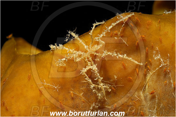 Bunaken, Sulawesi, Indonesia, Heteronymphon sp., Heteronymphon, Nymphonidae, Pycnogonida, Arthropoda, Marine Sea Spider