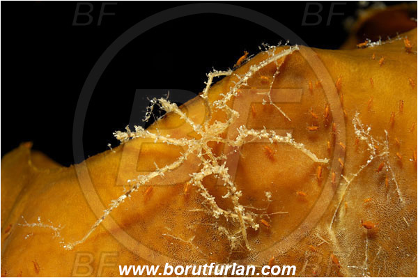 Bunaken, Sulawesi, Indonesia, Heteronymphon sp., Heteronymphon, Nymphonidae, Pycnogonida, Arthropoda, Marine Sea Spider