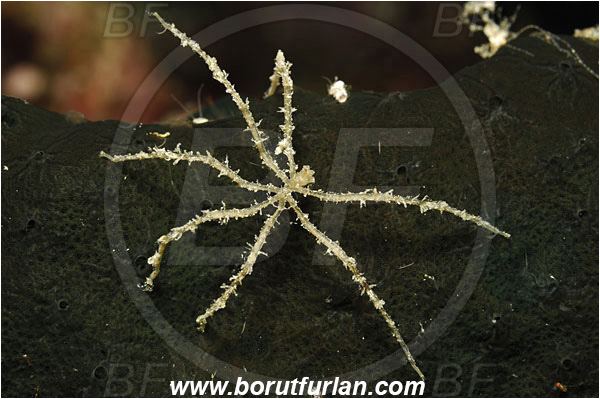 Bunaken, Sulawesi, Indonesia, Heteronymphon sp., Heteronymphon, Nymphonidae, Pycnogonida, Arthropoda, Marine Sea Spider