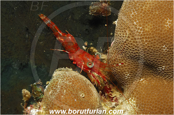 Bunaken, Sulawesi, Indonesia, Cinetorhynchus sp., Cinetorhynchus, Rhynchocinetidae, Decapoda, Dancing Shrimp, Shrimp, Crustacea, Crustacean