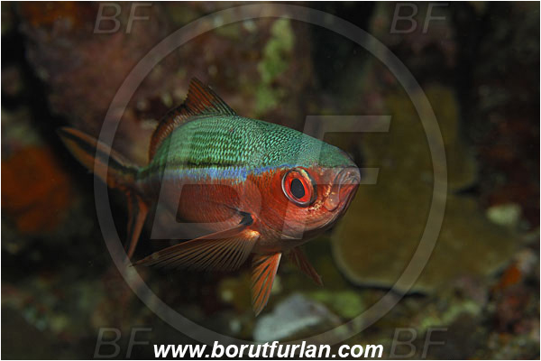 Bunaken, Sulawesi, Indonesia, Pterocaesio tile, Pterocaesio, Caesionidae, Dark-banded fusilier, Fusilier, Fish, Portrait