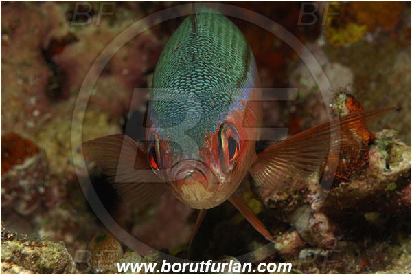 Bunaken, Sulawesi, Indonesia, Pterocaesio tile, Pterocaesio, Caesionidae, Dark-banded fusilier, Fusilier, Fish, Portrait