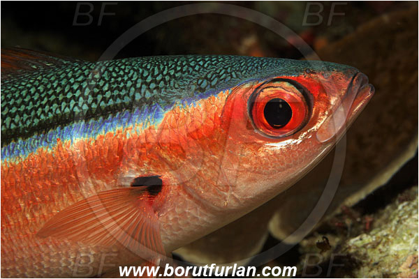 Bunaken, Sulawesi, Indonesia, Pterocaesio tile, Pterocaesio, Caesionidae, Dark-banded fusilier, Fusilier, Fish, Portrait