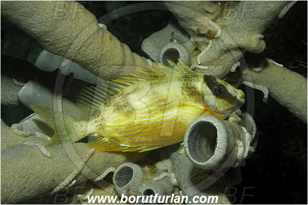Bunaken, Sulawesi, Indonesia, Siganus puellus, Siganus, Siganidae, Spinefoot, Masked spinefoot, Masked Rabbitfish, Rabbitfish, Fish