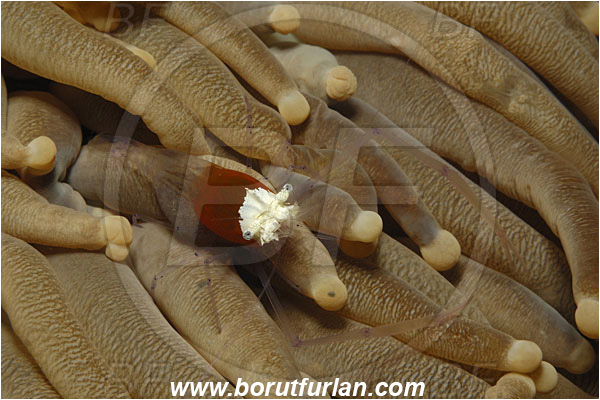Bunaken, Sulawesi, Indonesia, Periclimenes kororensis, Periclimenes, Palaemonidae, Decapoda, Mushroom Coral Shrimp, Shrimp, Crustacea, Crustacean