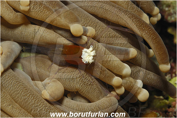 Bunaken, Sulawesi, Indonesia, Periclimenes kororensis, Periclimenes, Palaemonidae, Decapoda, Mushroom Coral Shrimp, Shrimp, Crustacea, Crustacean