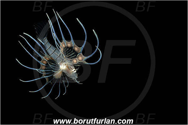 Bunaken, Sulawesi, Indonesia, Pterois sp., Pterois, Scorpaenidae, Lionfish, Fish, Juvenile