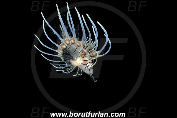Bunaken, Sulawesi, Indonesia, Pterois sp., Pterois, Scorpaenidae, Lionfish, Fish, Juvenile