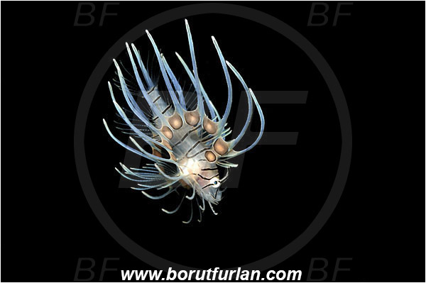 Bunaken, Sulawesi, Indonesia, Pterois sp., Pterois, Scorpaenidae, Lionfish, Fish, Juvenile