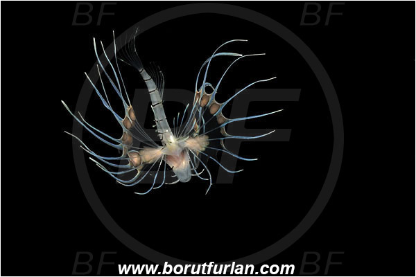 Bunaken, Sulawesi, Indonesia, Pterois sp., Pterois, Scorpaenidae, Lionfish, Fish, Juvenile
