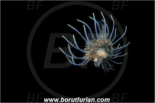 Bunaken, Sulawesi, Indonesia, Pterois sp., Pterois, Scorpaenidae, Lionfish, Fish, Juvenile