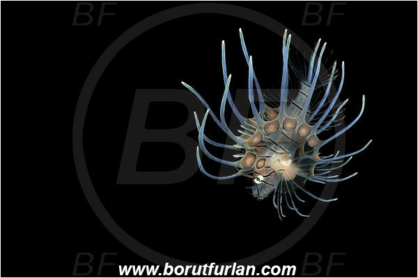 Bunaken, Sulawesi, Indonesia, Pterois sp., Pterois, Scorpaenidae, Lionfish, Fish, Juvenile